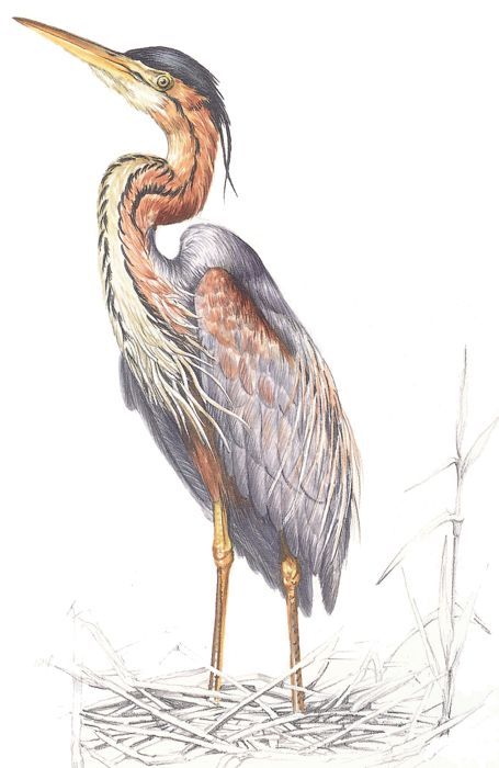 Purple Heron