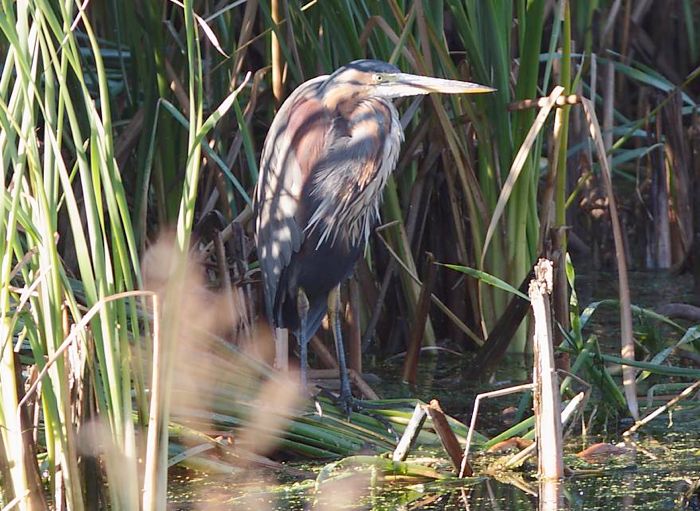 Purple Heron