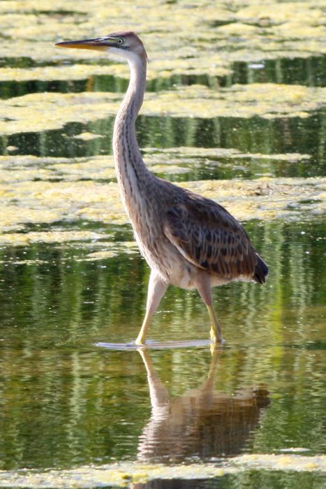 Purple Heron  juv