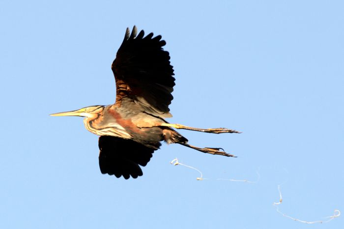 Ardea purpurea