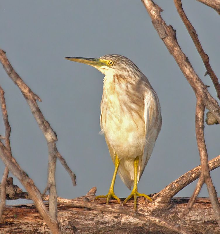 Squacco Heron