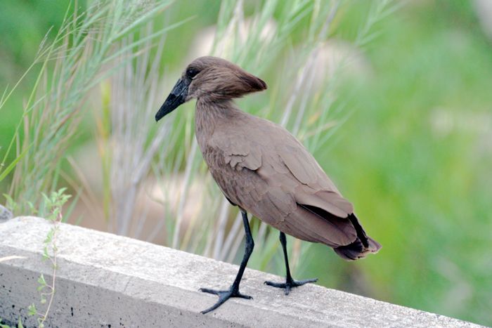 Hamerkop