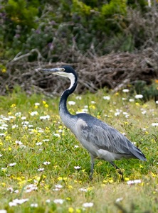 Ardea melanocephala