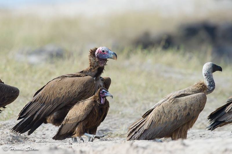 Lappet-faced,White-backed and Hooded Vulture