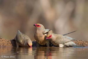 Red-faced Mousebird