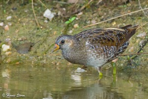 Spotted Crake