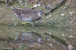 Spotted Crake