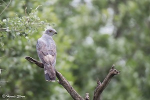 African Cuckoo Hawk