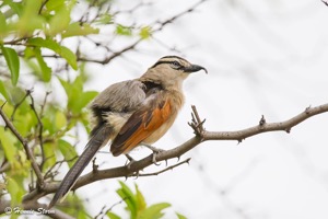 Black-crowned Tchagra