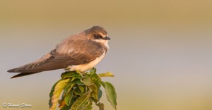 Banded Martin