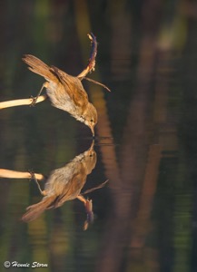 Lesser Swamp-Warbler