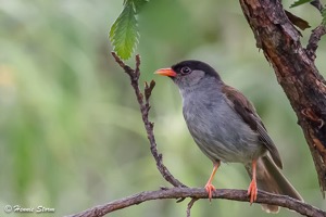 Bush Blackcap