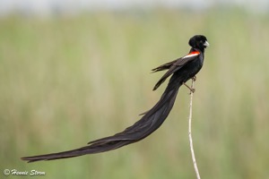 Long-tailed Widowbird