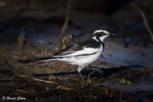 African Pied Wagtail