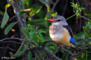 Grey-headed Kingfisher