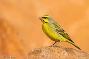 Yellow-fronted Canary