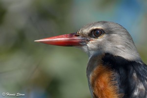 Grey-headed Kingfisher