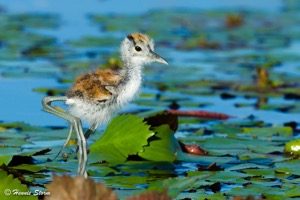 African Jacana