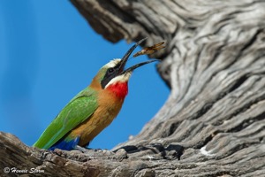 White-fronted Bee-eater