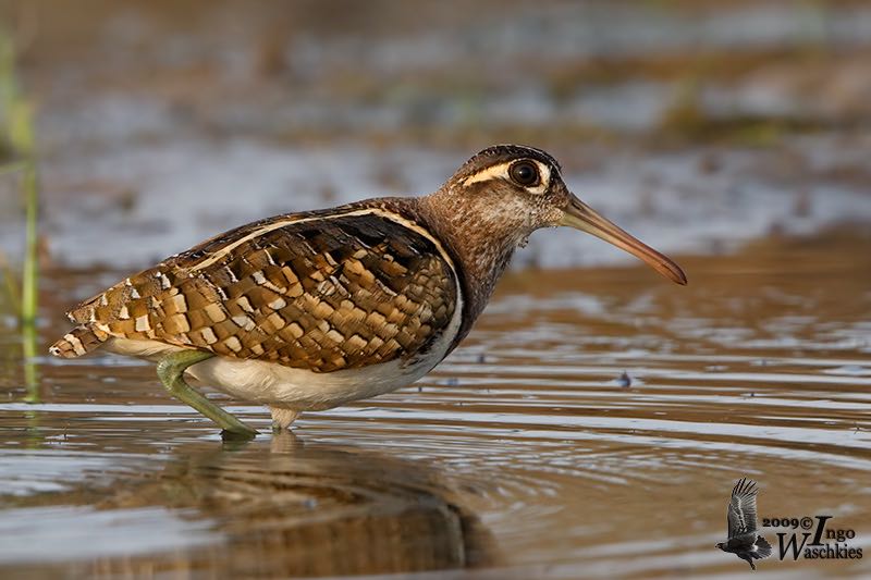 Greater Painted-Snipe male