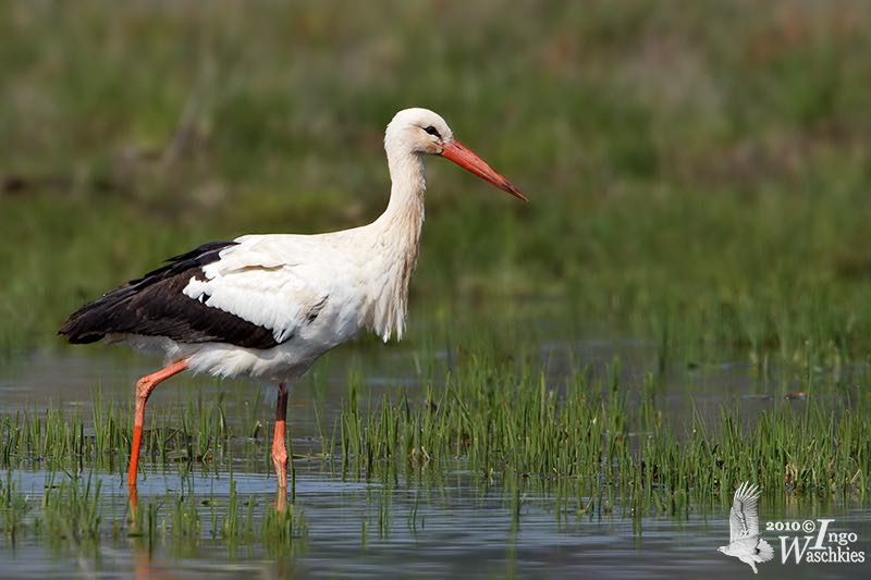 White Stork imm