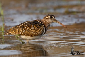 Greater Painted-Snipe male