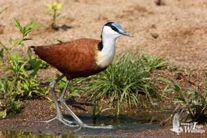 African Jacana