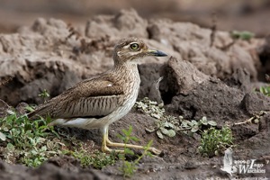 Water Thick-knee