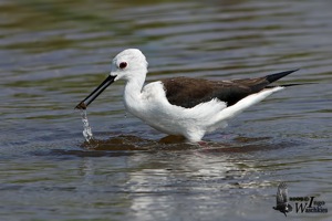 Black-winged Stilt