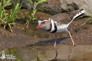 Three-banded Plover