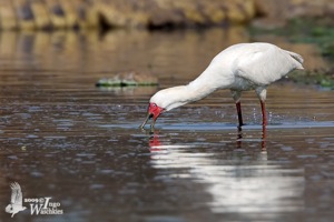 African Spoonbill