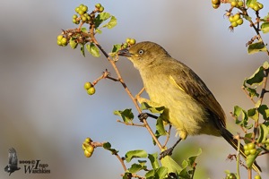 Sombre Greenbul