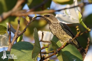 Amethyst Sunbird female