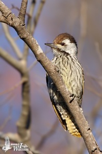 Cardinal Woodpecker female