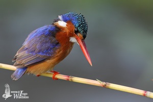 Malachite Kingfisher