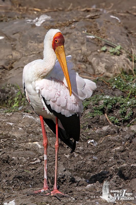 Yellow-billed Stork