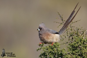 White-backed Mousebird