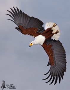 African Fish-Eagle