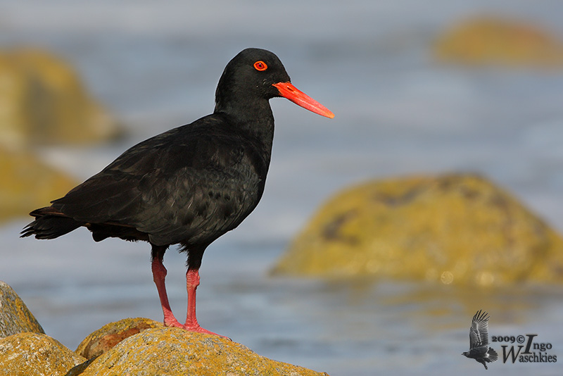 African Black Oystercatcher