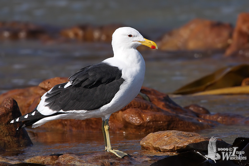 Kelp Gull