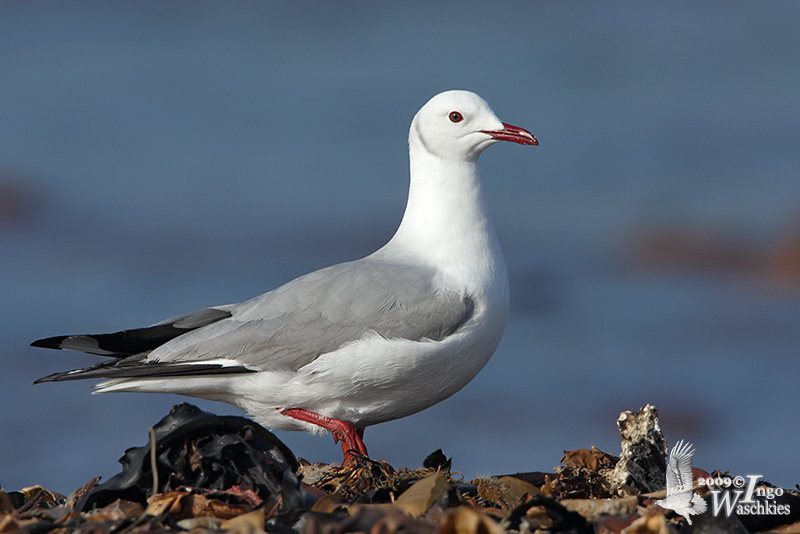 Hartlaub's Gull