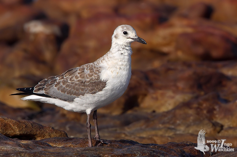 Hartlaub's Gull juv.