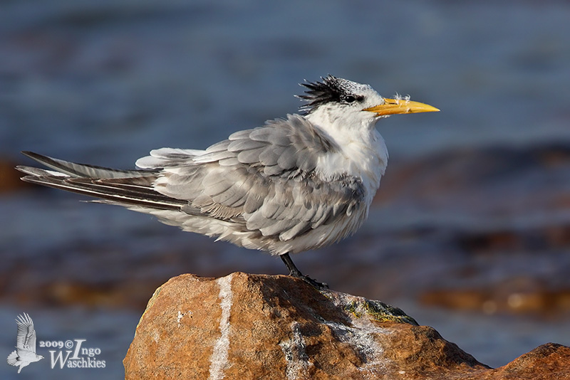 Swift Tern