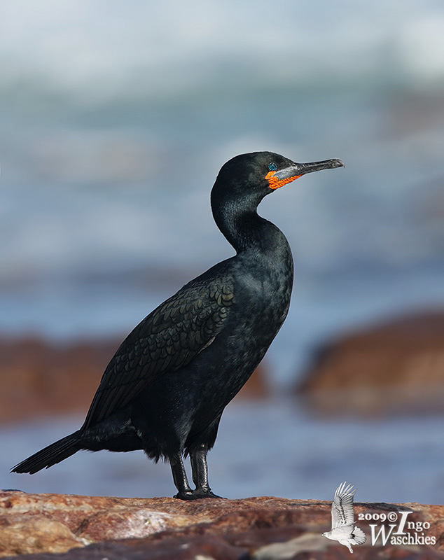 Cape Cormorant