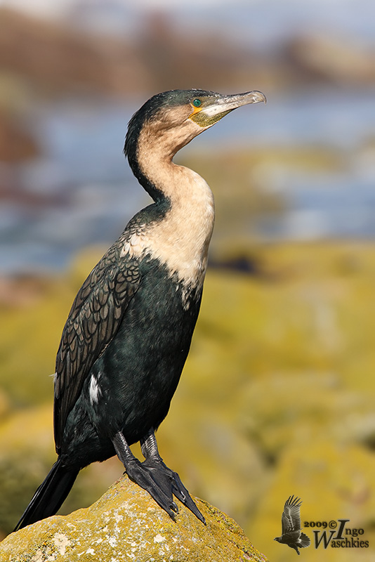 White-breasted Cormorant