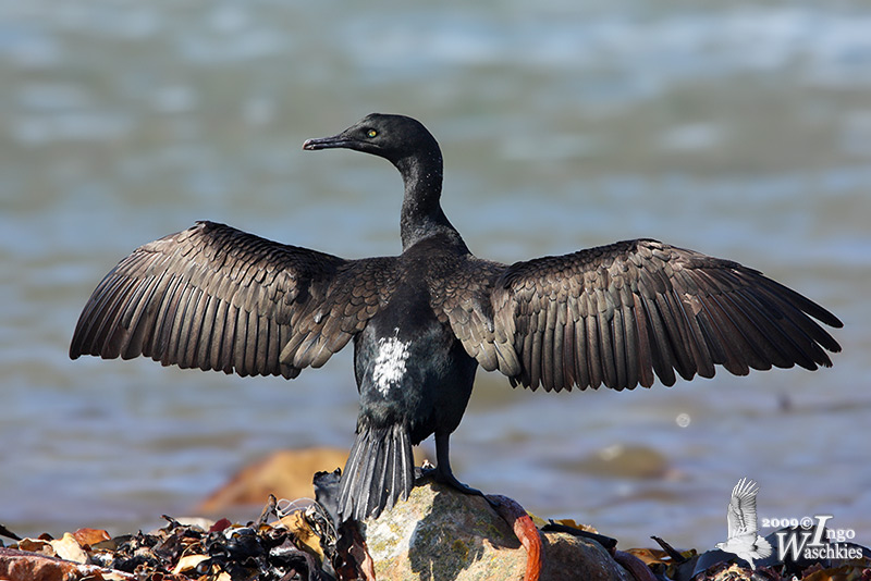 Bank Cormorant