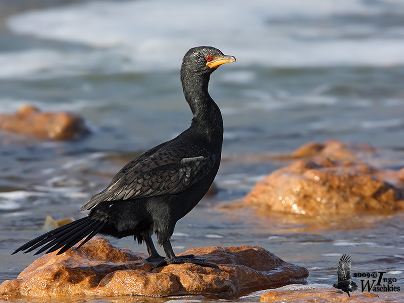 Crowned Cormorant