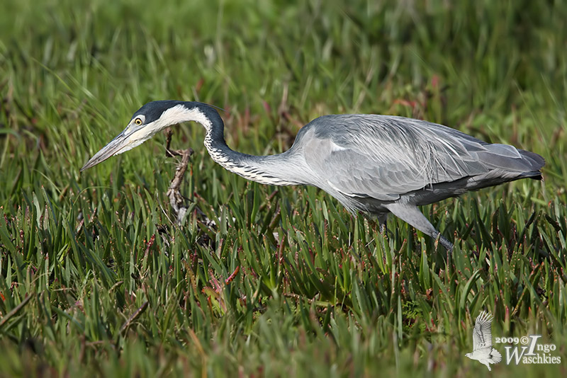 Black-headed Heron