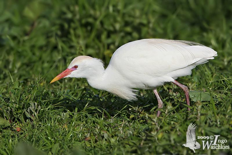  Cattle Egret