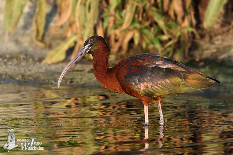 Glossy Ibis